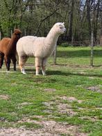 Alpaca merrie en hengstje, Mei, Vrouwelijk