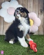 Australische herder pups / Aussi pup / Australian Shepherds, België, 8 tot 15 weken, Parvo, Meerdere