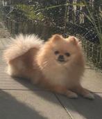 Kruising pomeriaan, Keeshond, 1 tot 2 jaar, Teef, Parvo