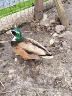 kwaker woerd met mooie korte snavel man kwakertje eend, Mannelijk, Eend