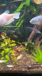 2x glasmeerval, Dieren en Toebehoren, Vis