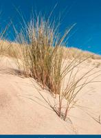 VAAS. Thema: STRAND & DUINEN. Gesigneerd: BOB PARK (UK), Ophalen of Verzenden