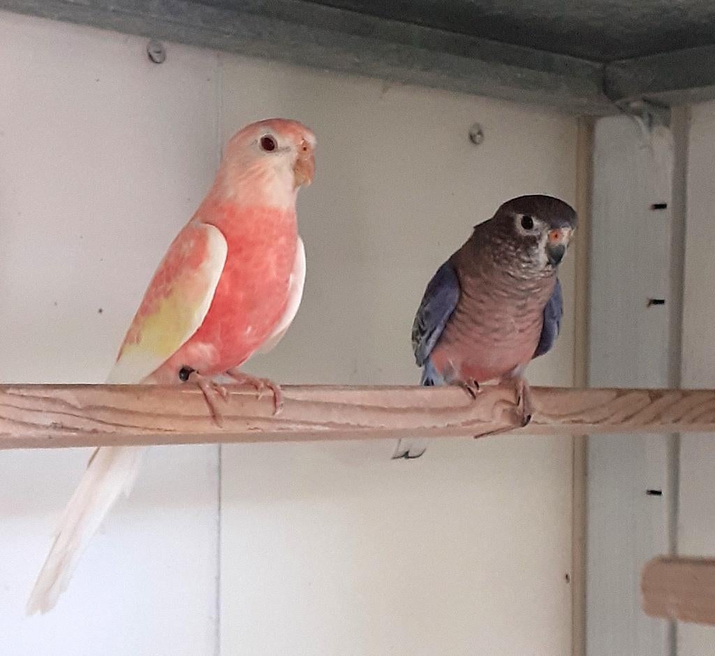 Koppel Bourks parkieten, Meerdere dieren, Parkiet, Geringd