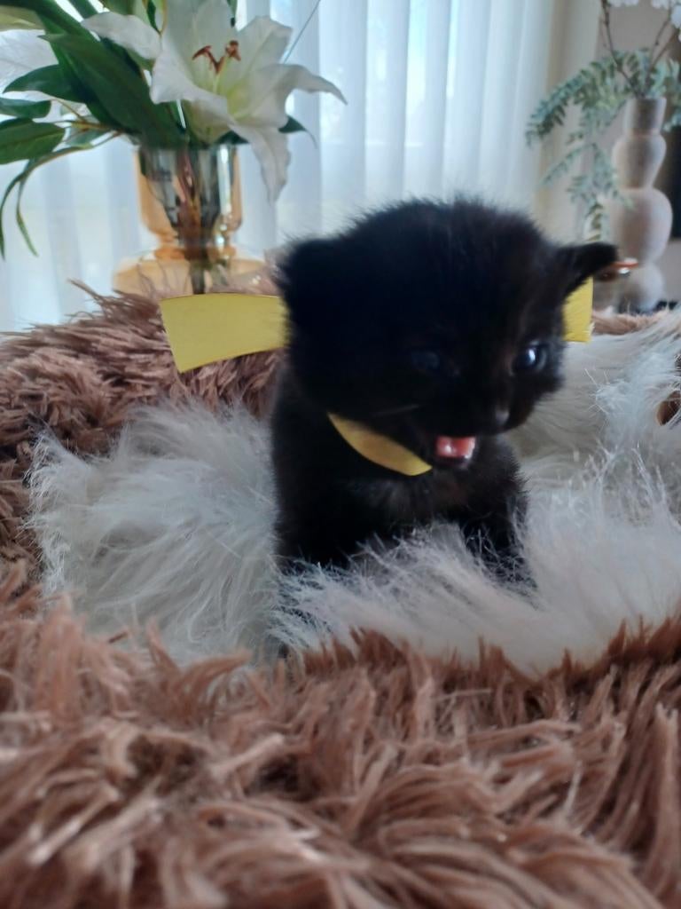 Britskorthaar x Europeeskorthaar kittens, Poes, Ontwormd, 0 tot 2 jaar