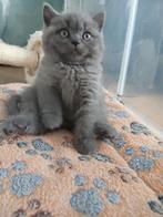 Prachtige britse/brits korthaar kittens met stamboom., Meerdere dieren, Met stamboom, 0 tot 2 jaar