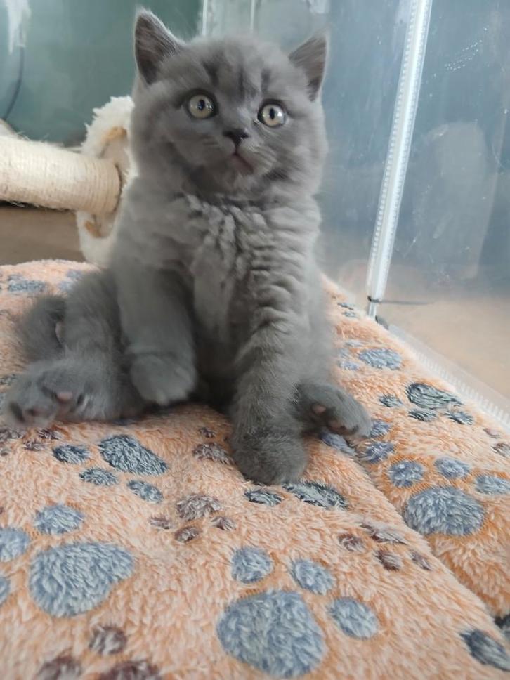 Prachtige britse/brits korthaar kittens met stamboom., Dieren en Toebehoren, Katten en Kittens | Raskatten | Korthaar, Meerdere dieren