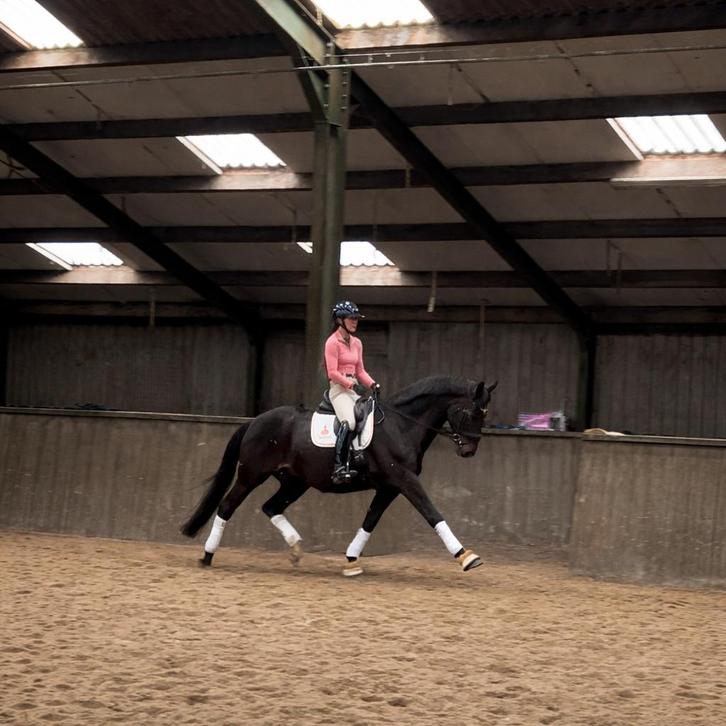 Talentvolle ruin, Dieren en Toebehoren, Paarden, Ruin, Z, 170 tot 175 cm, 7 tot 10 jaar, Dressuurpaard, Met stamboom, Gechipt