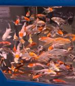 Import HQ Butterfly koi / Vlinderkoi 12 / 14 cm Koidreams, Dieren en Toebehoren, Karper of Koi