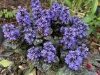 Ajuga reptans (Zenegroen)is een groenblijvende bodembedekker, Tuin en Terras, Planten | Tuinplanten, Ophalen, Bodembedekkers, Vaste plant