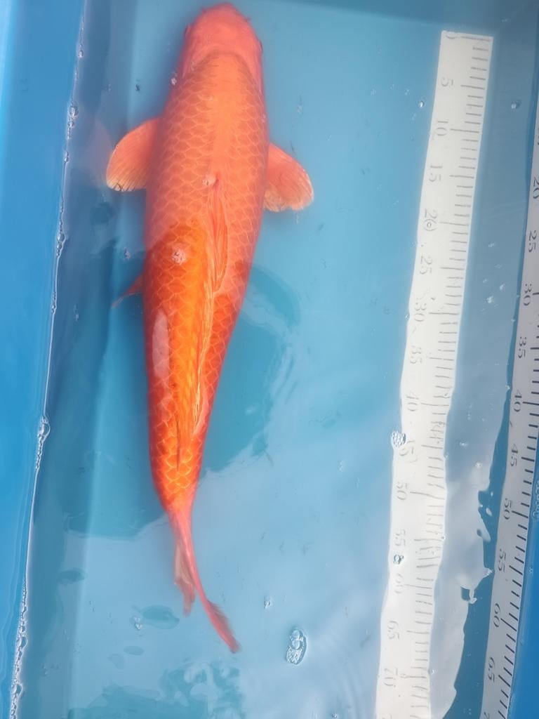 Orenje koi, Karper of Koi