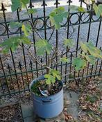 vijgenboompje in emaille pot 1.40m - malse, zoete vruchten, In pot, Ophalen of Verzenden, 100 tot 250 cm, Zomer