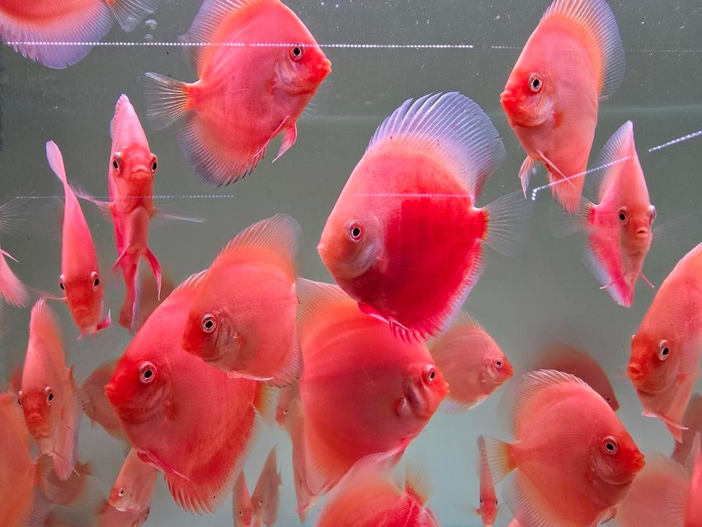 Discusvissen, Dieren en Toebehoren, Vissen | Aquariumvissen, Vis, Zoetwatervis, Schoolvis