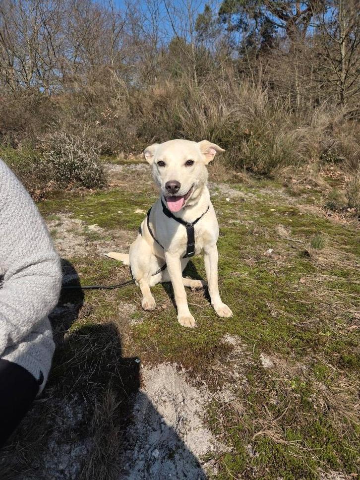 Dolly, Dieren en Toebehoren, Honden | Niet-rashonden, Middel, Teef, Particulier, Meerdere, Buitenland, 15 weken tot 1 jaar, CDV (hondenziekte)