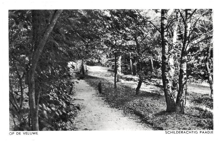 939335 Veluwe 1951 Stempel Nunspeet Gelopen met postzegel, Verzamelen, Ansichtkaarten | Nederland, Gelopen, Gelderland, 1940 tot 1960