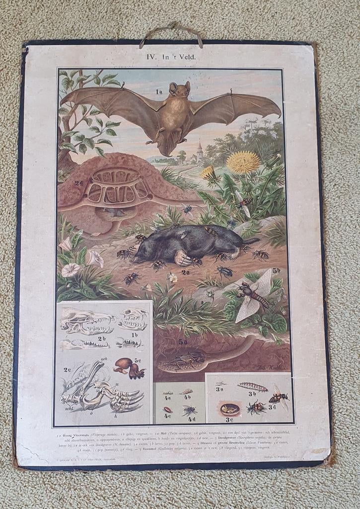 Vintage Biologie Schoolplaat: Veldleven (Vleermuis, Mol), Antiek en Kunst, Ophalen