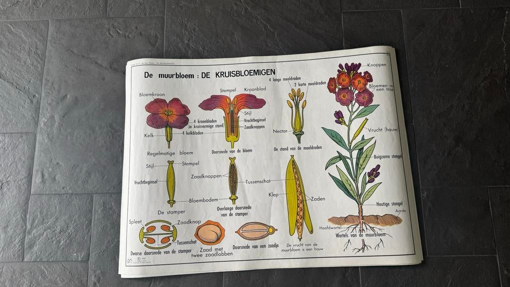 Hebri botanische  schoolplaten, Antiek en Kunst, Antiek | Schoolplaten, Ophalen of Verzenden, Natuur en Biologie