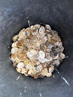 Zaad Judaspenning, Ophalen, Volle zon