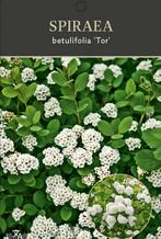 SPIRAEA BETULIFOLIA "TOR", Tuin en Terras, Planten | Tuinplanten, Ophalen, Overige soorten, Volle zon