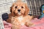 Cavapoo pups, Dieren en Toebehoren, Honden | Niet-rashonden, Parvo, 15 weken tot 1 jaar, Buitenland, Meerdere