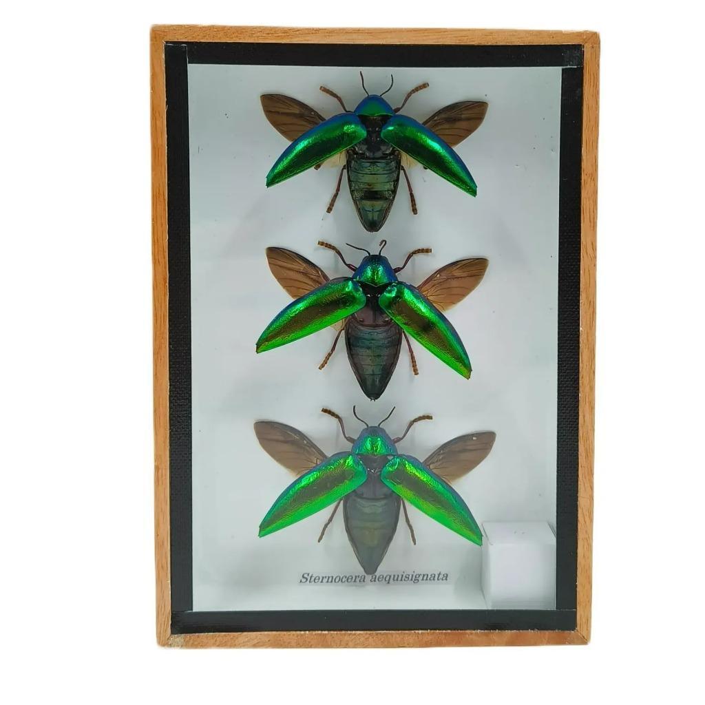 Opgezette insect Sternocera 3x  in houten lijst, Verzamelen, Dierenverzamelingen, Ophalen of Verzenden, Nieuw, Insect, Opgezet dier