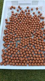 mango noten premium boilies, Ophalen of Verzenden, Nieuw, Overige typen