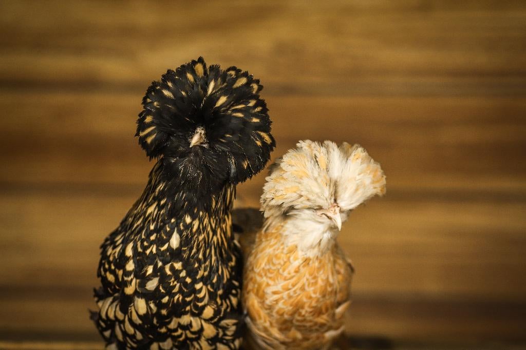 Hollandse kuifhoenkriel | Krielkippen | Rustige kippen, Meerdere dieren, Kip