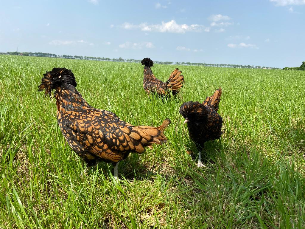 Jonge tamme Padua kriel kippen gesekst en ingeënt, Dieren en Toebehoren, Pluimvee, Vrouwelijk, Kip