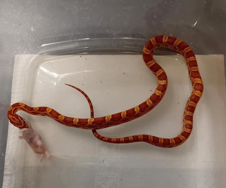 Rattenslang/korenslang nk 25 Rat Snake - unknown for sale from Jacco