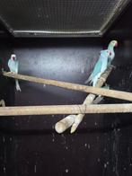 Te koop vele halsband parkieten in opaline en bleekstaart, Dieren en Toebehoren, Meerdere dieren, Parkiet, Geringd
