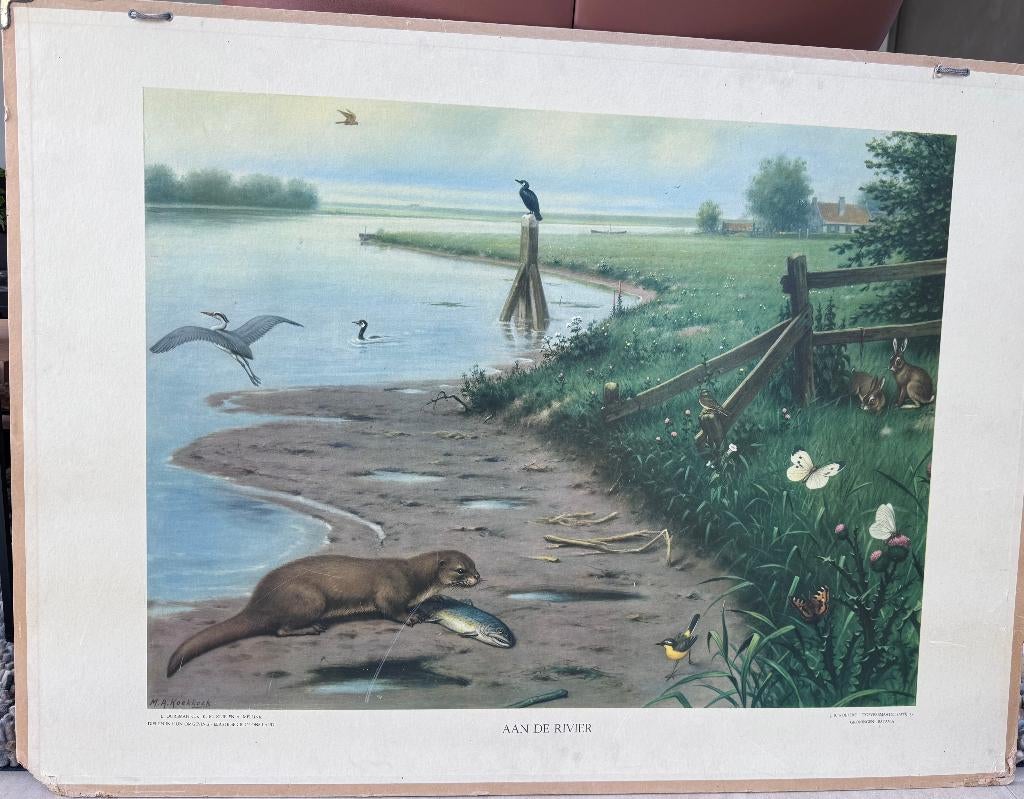 Vintage schoolplaten, 3 stuks uit ca 1910, Antiek en Kunst, Ophalen, Natuur en Biologie