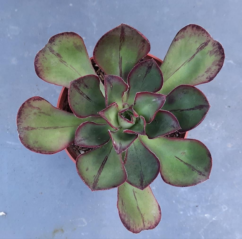 Aeonium Marnier Lapostolle, Vetplant, Ophalen of Verzenden, Minder dan 100 cm, Bloeiende kamerplant