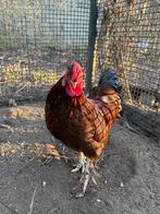 haan, Dieren en Toebehoren, Mannelijk, Kip