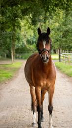 Leuke E-pony te koop!, B, 3 tot 6 jaar, Merrie, Gechipt