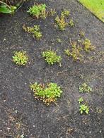 Vaste planten, Ophalen, Vaste plant, Overige soorten, Volle zon