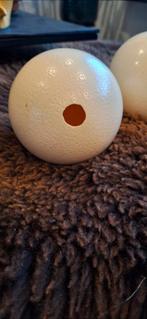 Struisvogel ei  Pasen, Ophalen of Verzenden