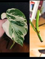 Monstera variegata stek, Huis en Inrichting, Kamerplanten, Ophalen, Halfschaduw, Minder dan 100 cm