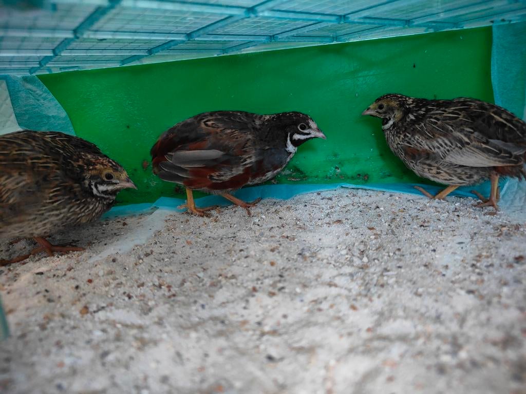 4 jonge Chinese dwerg kwartel hanen, Mannelijk