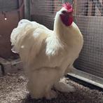 Raszuivere Cochin hanen groot van 2025, Dieren en Toebehoren, Pluimvee, Mannelijk, Kip