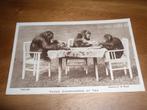 Chimpansees aan de Thee Aap, Verzenden, 1960 tot 1980, Ongelopen, Wild dier
