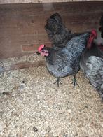 Trio australorp kriel  en broedeieren, Dieren en Toebehoren, Pluimvee, Meerdere dieren, Kip