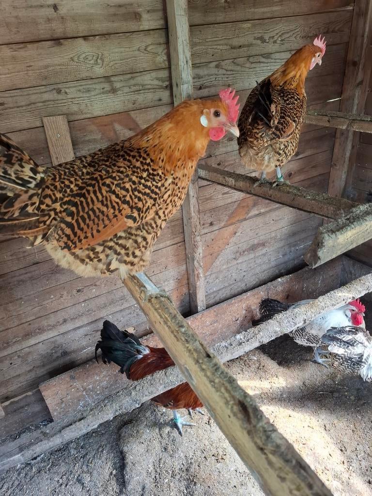 Groninger meeuw goudpel groot, Dieren en Toebehoren, Pluimvee, Kip, Meerdere dieren