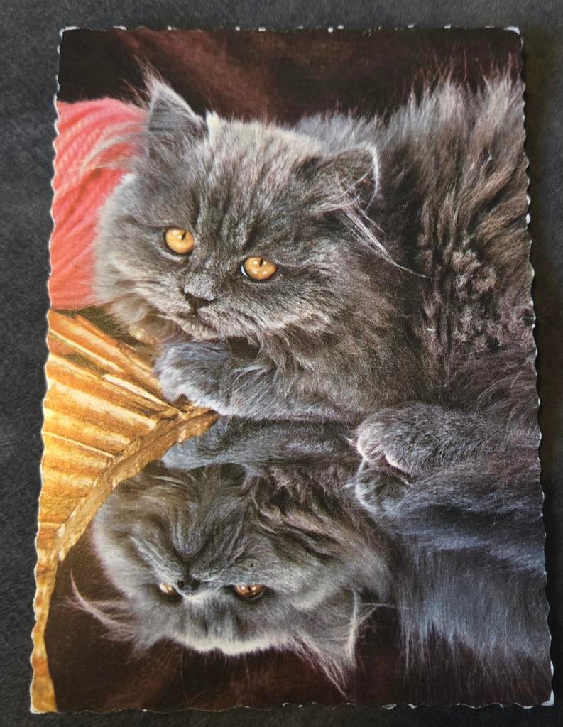 Mooi grijs katje - ANSICHTKAART, Verzenden, Gelopen, Hond of Kat