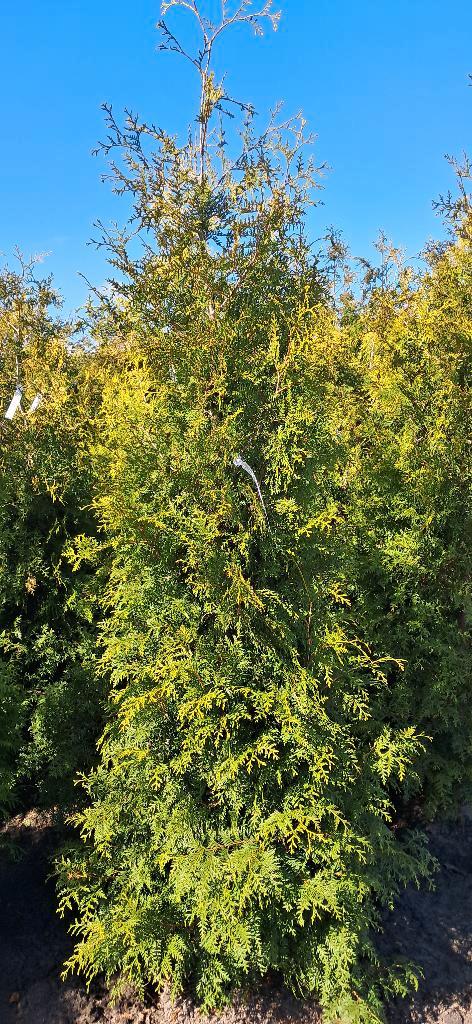 Thuja Brabant Haagconiferen 225 cm hoog mooie volle planten, Tuin en Terras, Planten | Struiken en Hagen, Haag, Conifeer, 100 tot 250 cm
