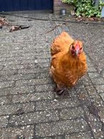 Jonge krielkippen, Dieren en Toebehoren, Pluimvee, Meerdere dieren, Kip