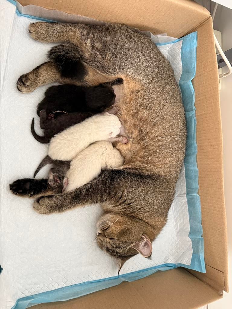 Lieve kittens te koop – klaar voor een nieuw thuis!, Meerdere dieren, Ontwormd
