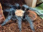 Brachypelma albiceps met terrarium, Dieren en Toebehoren, Spin of Schorpioen