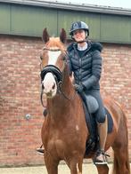 Te koop super aansprekende vos ruin, Met stamboom, Ruin, Dressuurpaard, Zadelmak