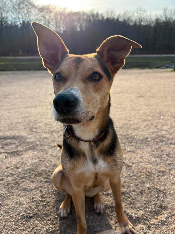Ter adoptie, lieve hond, Dieren en Toebehoren, Honden | Niet-rashonden, Middel, Teef, Particulier, Eén hond, Buitenland, 3 tot 5 jaar