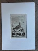 1812 - ets - houtsnip  / The Woodcock - p0827-07, Ophalen of Verzenden