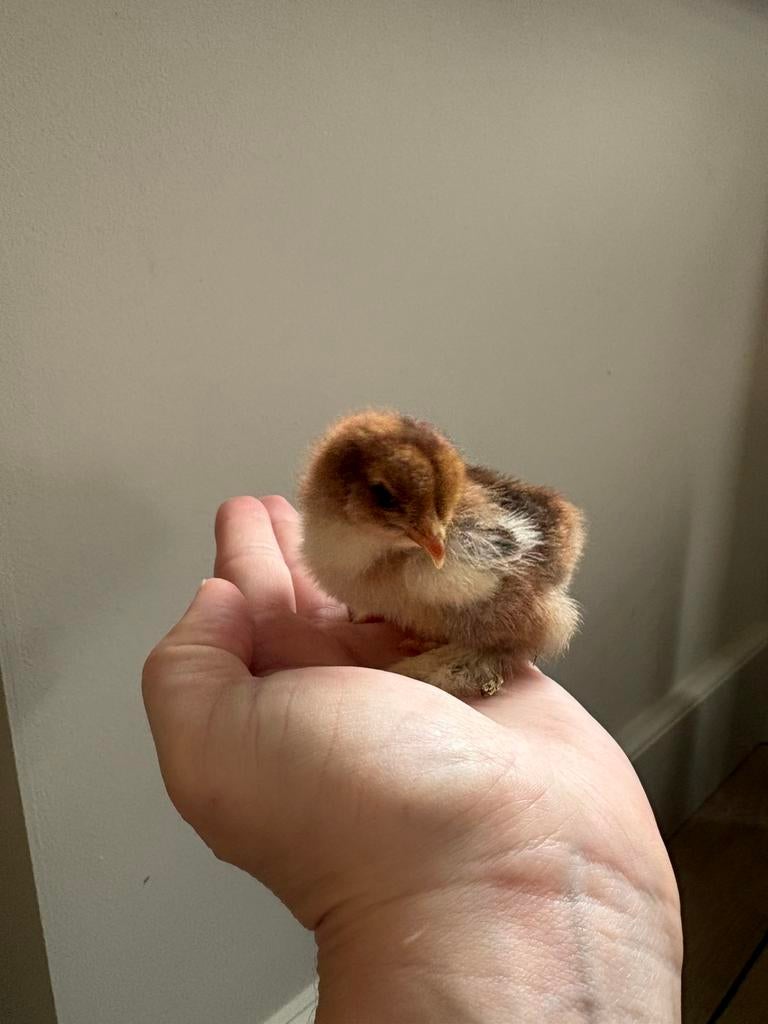 Brahma kuikens, Dieren en Toebehoren, Pluimvee, Geslacht onbekend, Kip